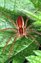 Dolomedes_fimbriatus_RF0726_Z_88_Les Gris_Frankrijk